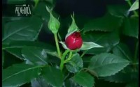 تبدیل غنچه به گل فقط در 107ثانیه!