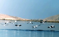 هامون جازموریان، یك فرونشست زمین‎ساختی جوان