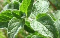 پونه و خواص درمانی آن