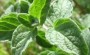 پونه و خواص درمانی آن