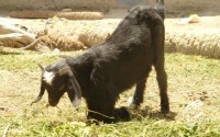 هندوستان کوچک سیستان و بلوچستان از نگاه دوربین