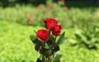 دوستت دارمِ» یه مرد هیچ وقت از دل زنش بیرون نمی‌ ره